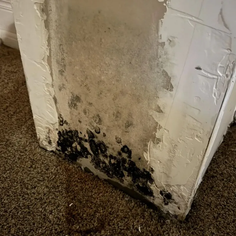 Professional Mold Removal in Sedgwick, KS
